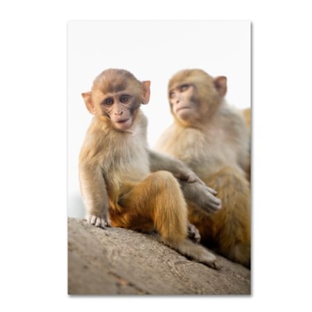 Robert Harding Picture Library 'Monkeys Sitting' Canvas Art,16x24